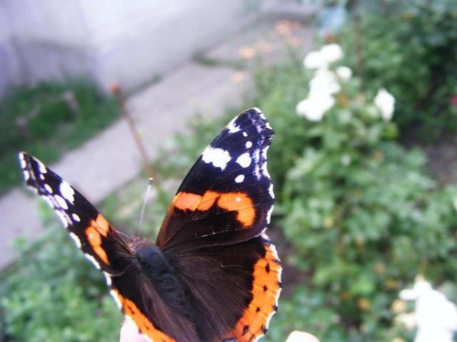 A pillangó