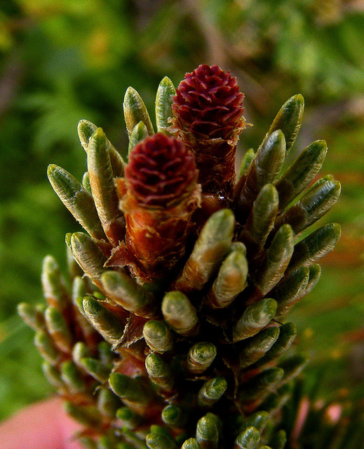 természet képei - törpefenyő - Pinus mugo