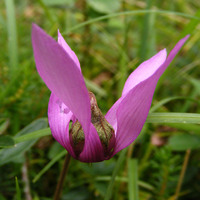 erdei ciklámen - Cyclamen purpurascens