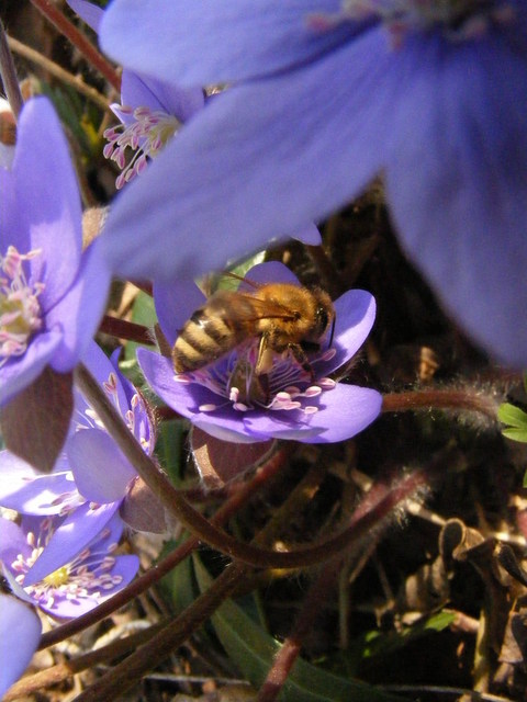 természet képei - májvirág és "méhecske"