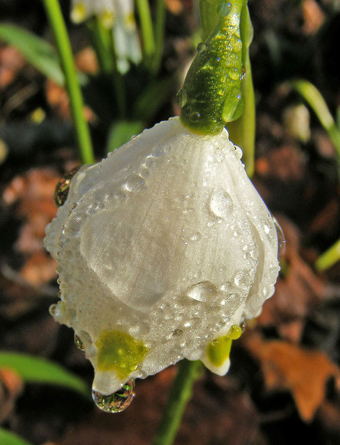 természet képei - tavaszi tőzike - Leucojum vernum