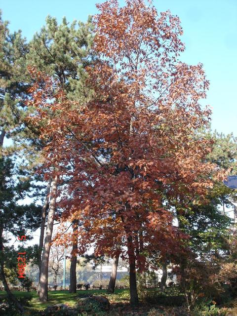 Séta a Margit-szigeten; fák és fatörzsek - Fiatal vörös tölgy (Quercus rubra) a Zenélő Kúthoz vezető sétaút bal oldalán