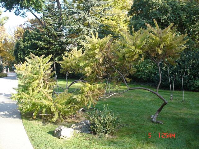 Séta a Margit-szigeten; fák és fatörzsek - Az ecetfa, vagy torzsás szömörce (Rhus typhina) szintén Észak-Amerikában őshonos