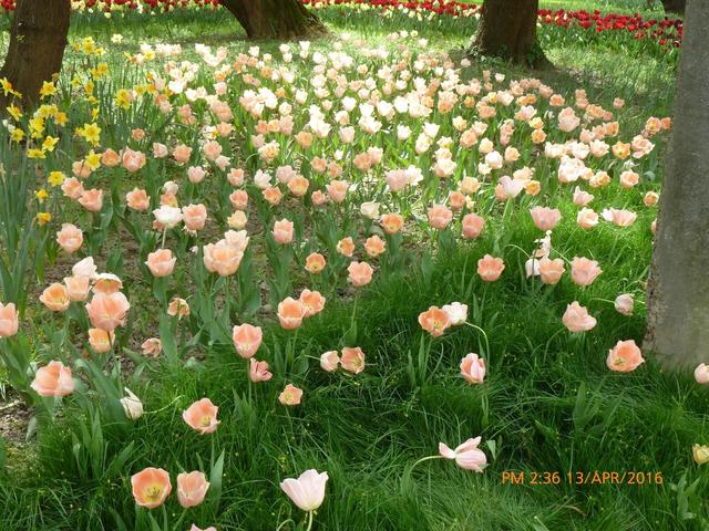 2o16 rózsapark-Parcul rozelor
