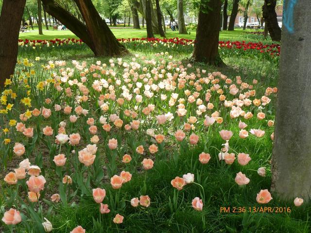 2o16 rózsapark-Parcul rozelor
