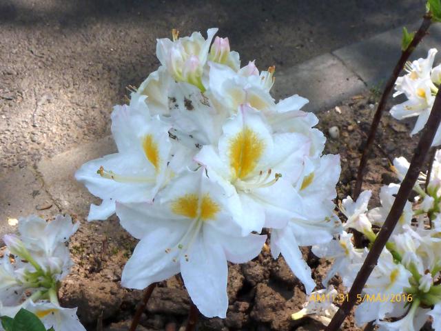 2o16 májusi virágok