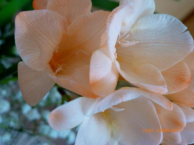 Márciusi virágcsokor (nőnapra)