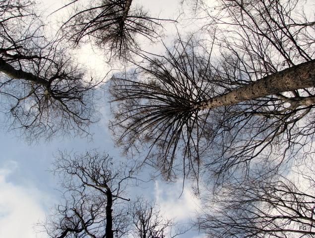 Zirc - égbolt fákkal