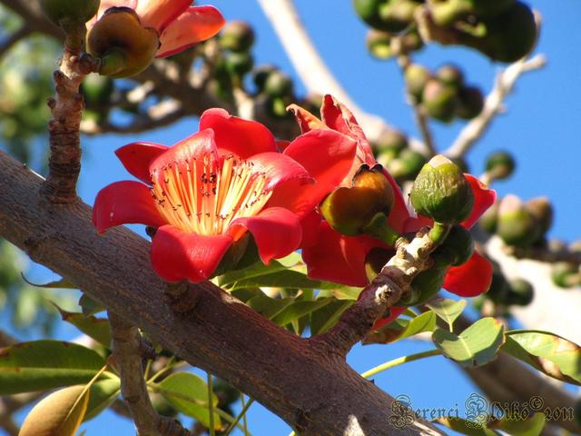 Kedvenc virágaim - Gyapot fa - Bombax Ceiba