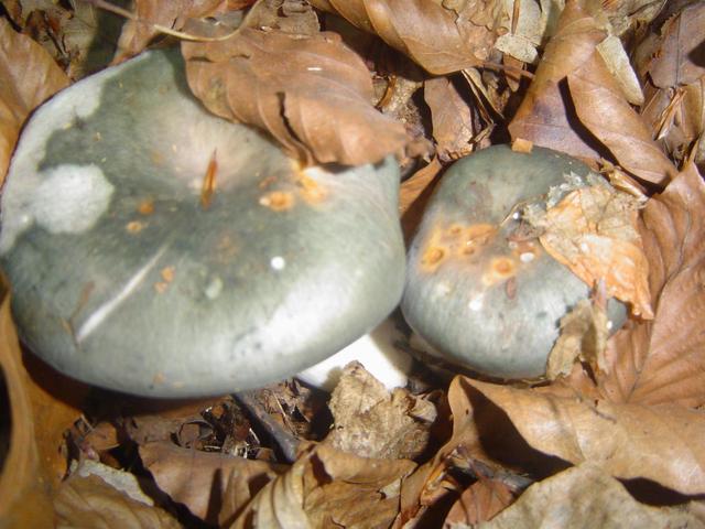 Hegyi Imre gombái - Kékhátú galambgomba
