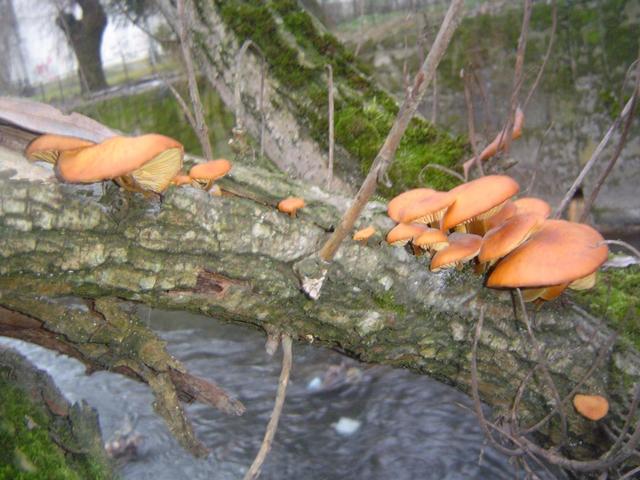 Hegyi Imre gombái - Téli fülőke a fán