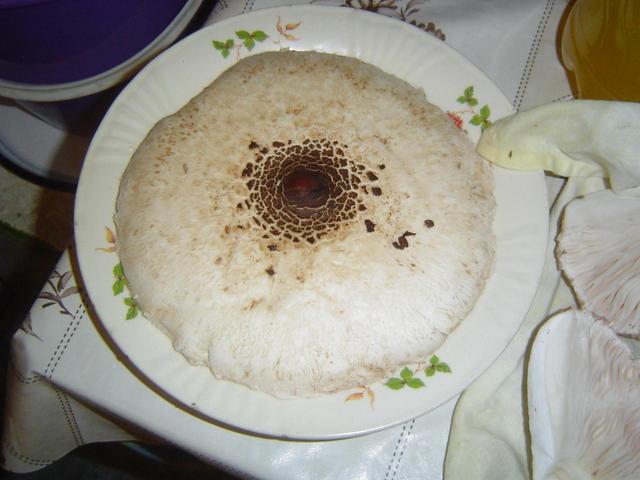 Hegyi Imre gombái - Őzlábkalap a tányéron
