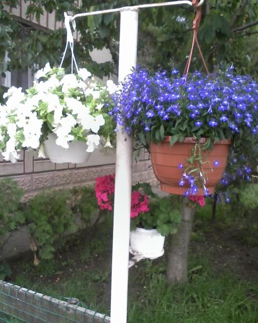 Virágaim. /házam tája tavasztól őszig/ - Petónia és Lobélia.