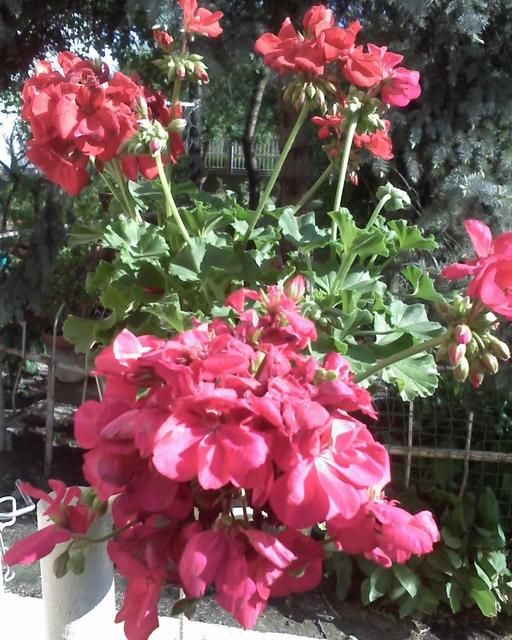Virágaim. /házam tája tavasztól őszig/ - Muskátli, jó a kertészük!!!