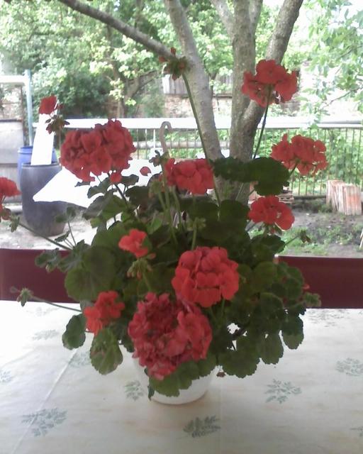 Virágaim. /házam tája tavasztól őszig/ - Piros muskátli.