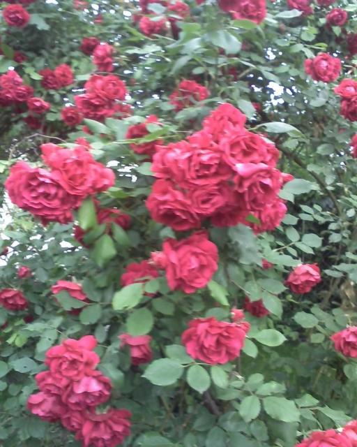 Virágaim. /házam tája tavasztól őszig/ - Pünkösdi rózsa.