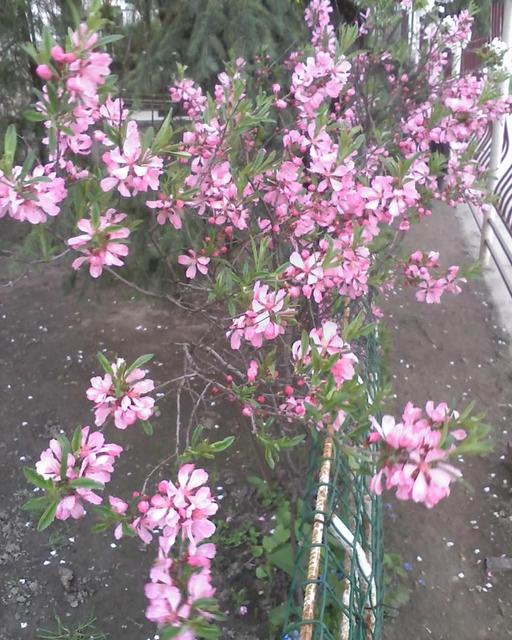 Virágaim. /házam tája tavasztól őszig/ - Mandulafa, a virágja látványos!