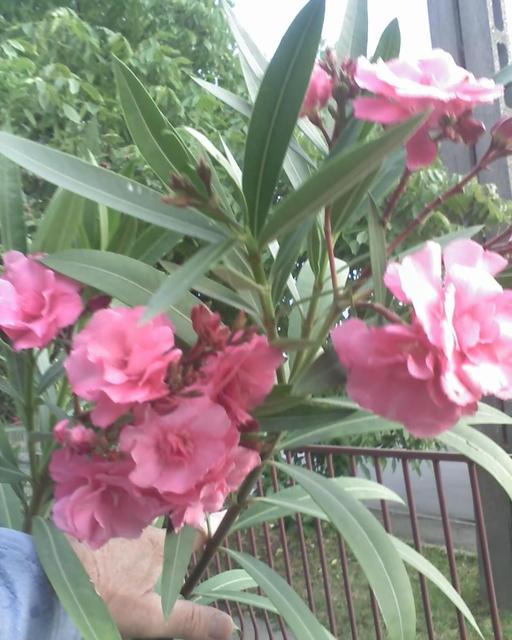 Virágaim. /házam tája tavasztól őszig/ - Rózsaszin leánder.