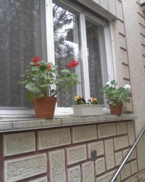 Virágaim. /házam tája tavasztól őszig/ - Muskátlik.