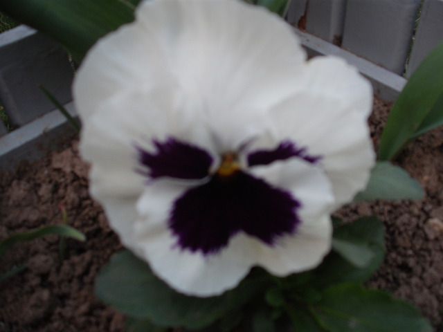 A természet ébredése - Fehér árvácska lila szirommal
