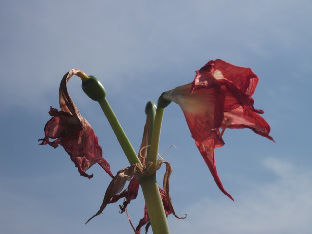 virágok - hervadó amarilisz