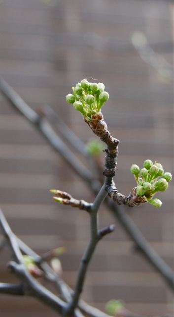 Tavaszi fotózás - Kis zöld bimbócskák
