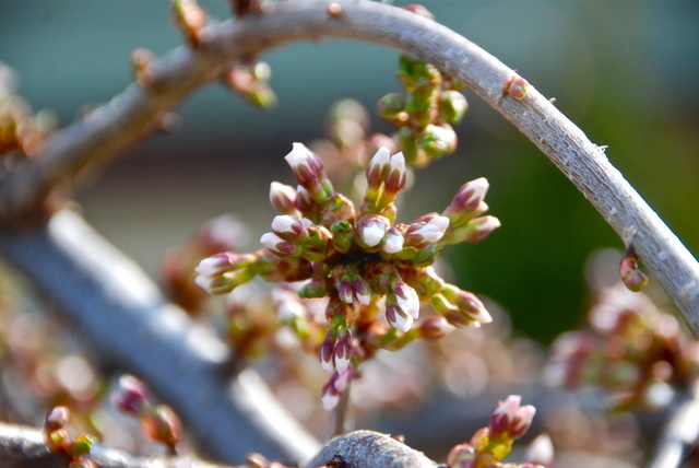Tavaszi fotózás - Szép kis virág bimbók