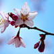 Cseresznyefa virágocskák