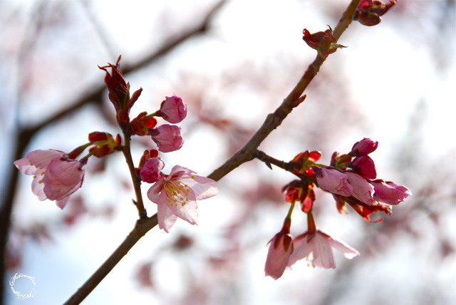 Tavaszi fotózás - Cseresznyefa virágocskák