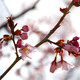 Cseresznyefa virágocskák