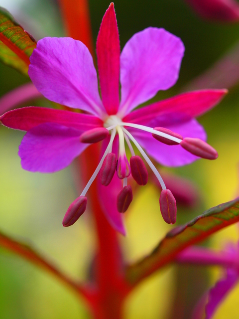 Növények - Gaura lindheimeri 'Siskiyou Pink'