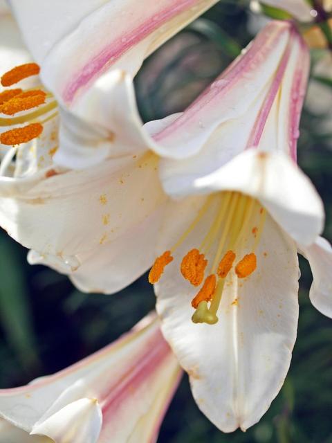 Növények - Bajai liliom