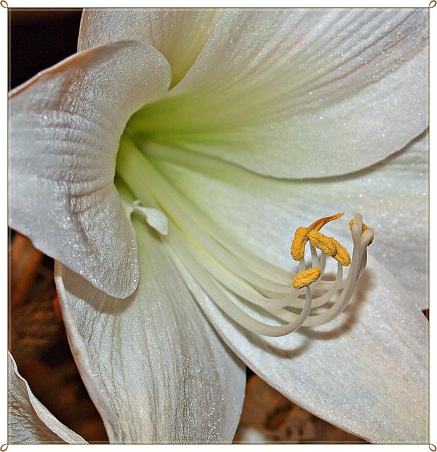 Növények - Fehér amarylis