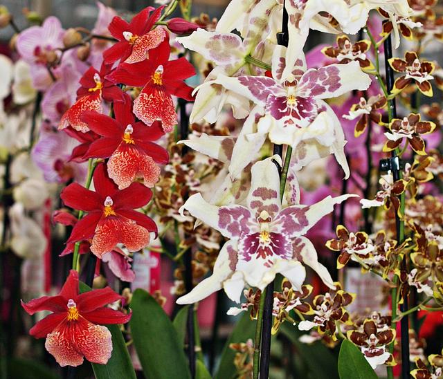 Növények - Cambria orchideák