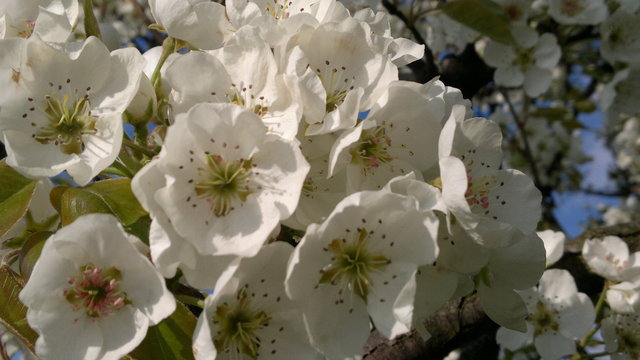 Tavasz - Virágzó körtefa