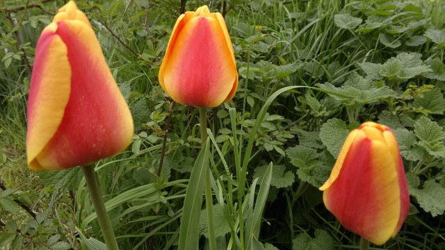 Tavasz - Tulipánok