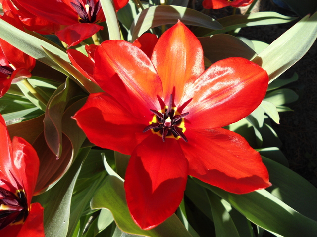 Virágaim - Tulipán