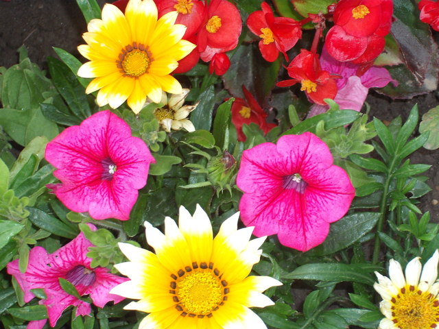 Virágoskert - Apró nyári virágok