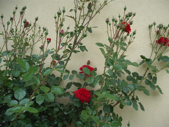 Virágoskert - Piros rózsa