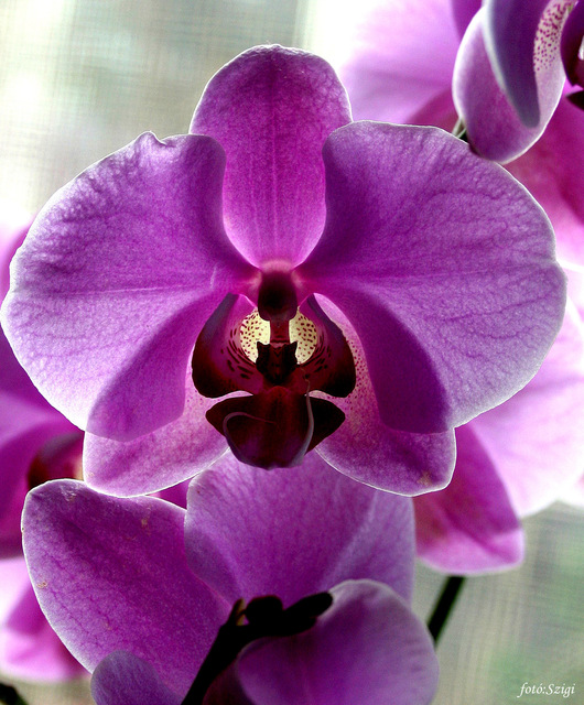 VIRÁGOK - Orchidea