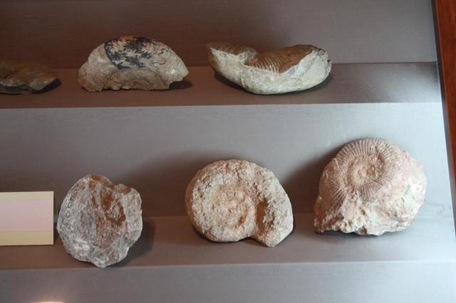 Ásványok, kőzetek, kövületek  Május 12- én, csütörtökön 17 órától került sor az Ásványok, kőzetek és kövületek című természetrajzi kiállítás megnyitójára a székelyudvarhelyi Haáz Rezső Múzeumban. A kiállítást Tóth Attila és Wanek Ferenc nyitotta meg. Bány