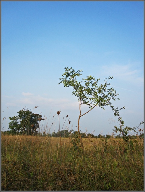 Páhi rétek (Kiskunsági Nemzeti Park)