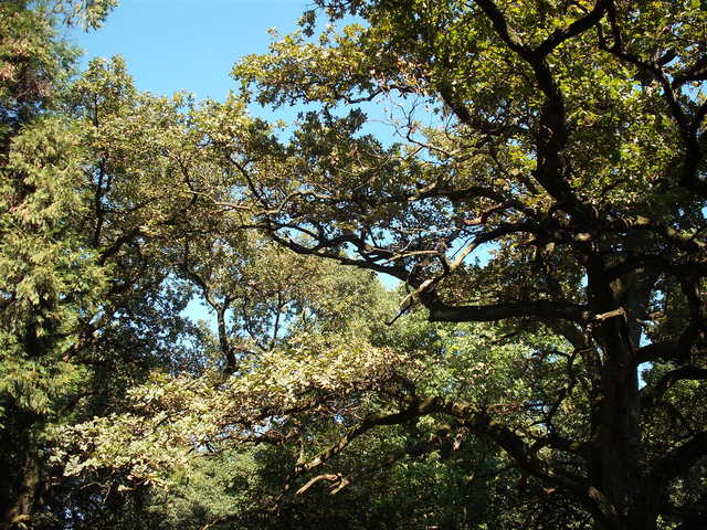 Nyárutó - Öreg fa levele előbb szárad