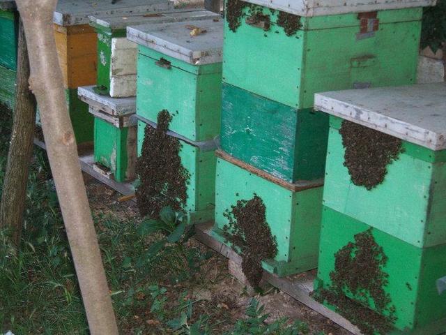 Méhészet - Rajzásra készülve