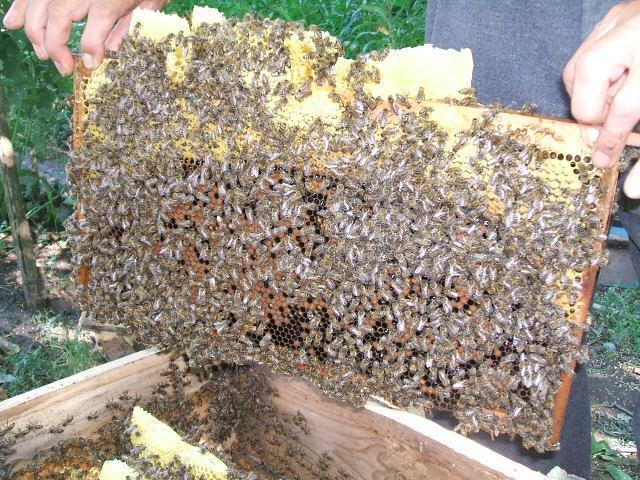 Méhészet