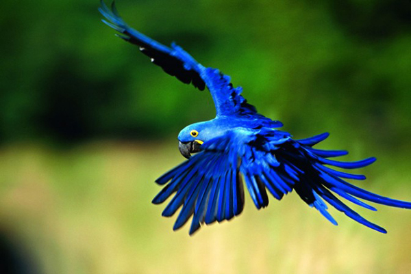 madarak - kék papagály