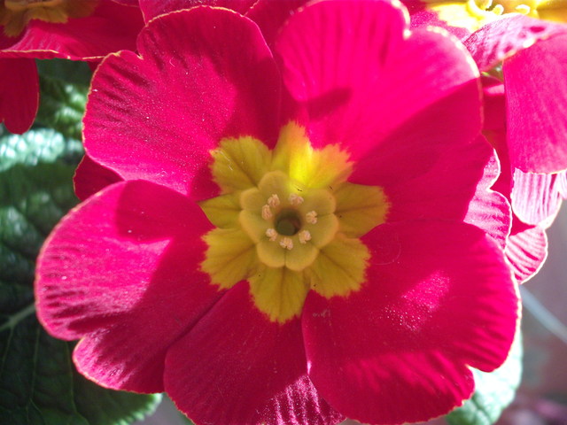 A tavasz képei - Primula