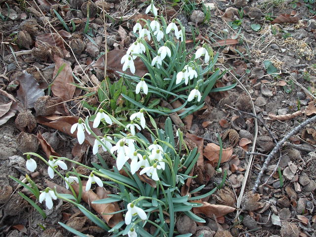 A tavasz képei - Hóvirág