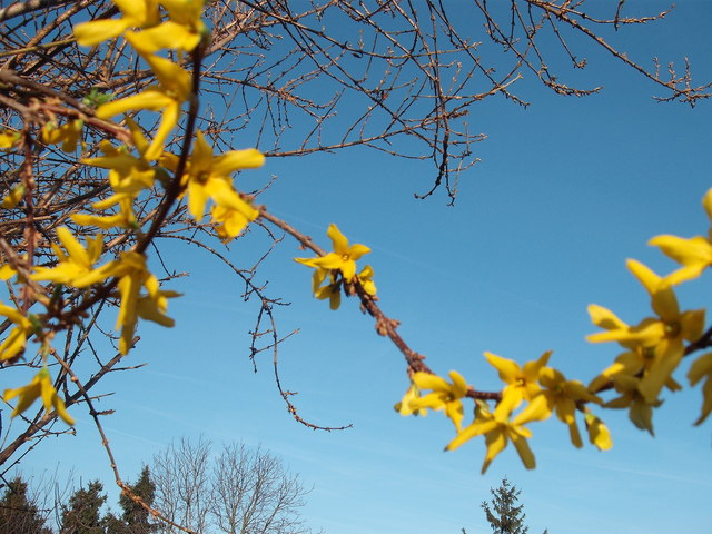 A tavasz képei - Előfutár az aranyvesszőről .
