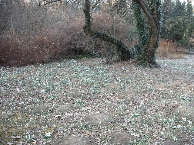 A tavasz képei - Hóvirág özön